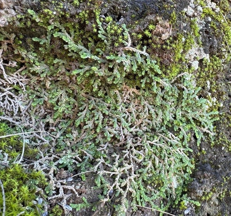 Selaginella microphylla photo 3