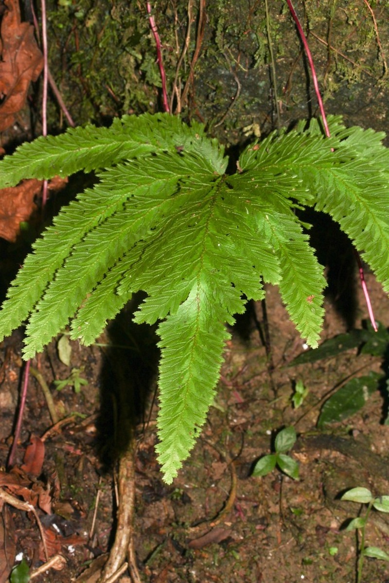 Selaginella microphylla photo 4