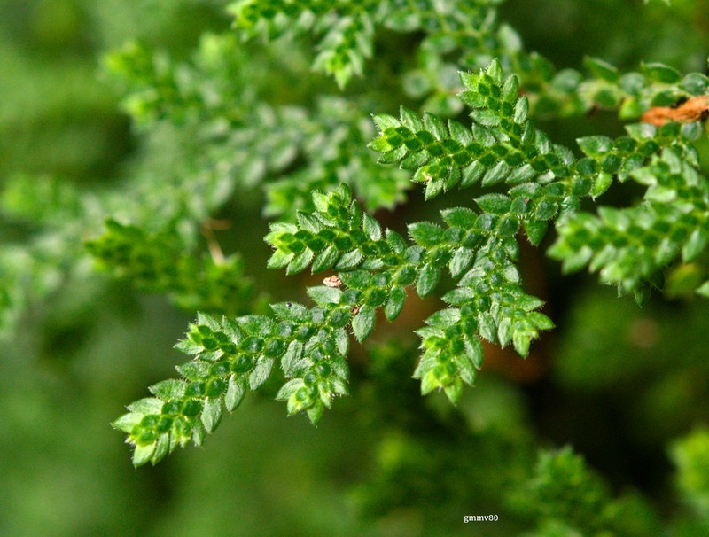 Selaginella microphylla photo 5