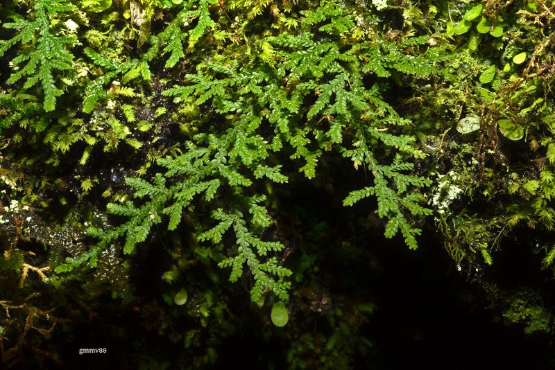 Selaginella microphylla photo 7