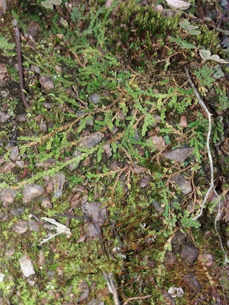 Selaginella microphylla photo 8