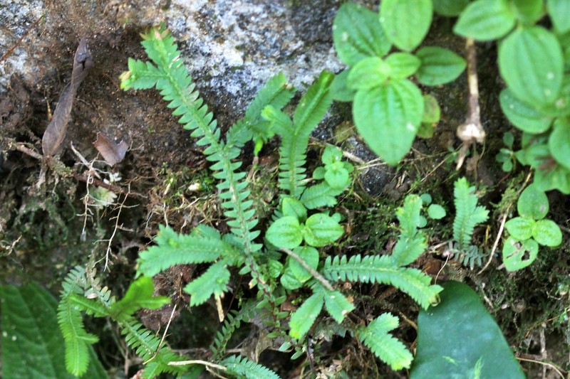 Selaginella microtus
