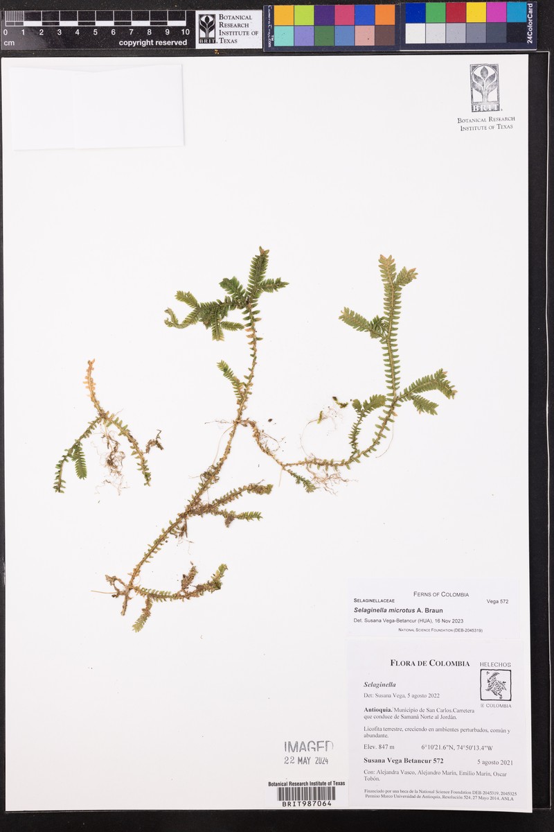 Selaginella microtus photo 2