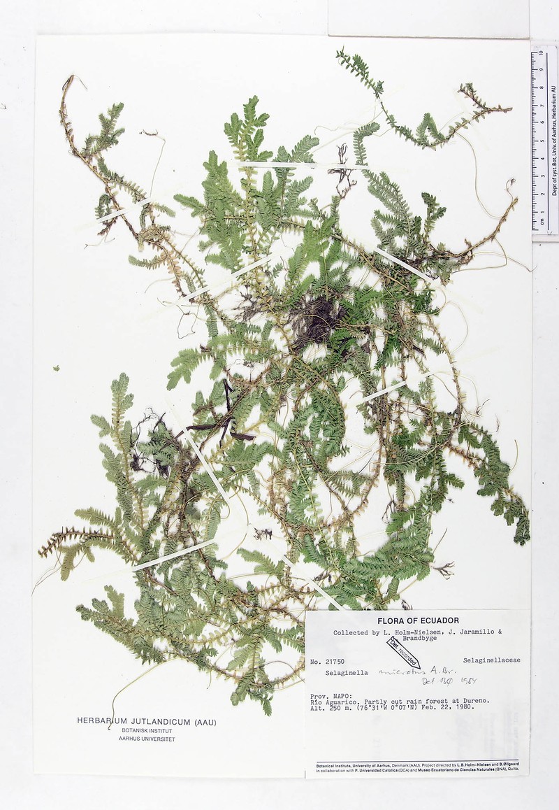 Selaginella microtus photo 3