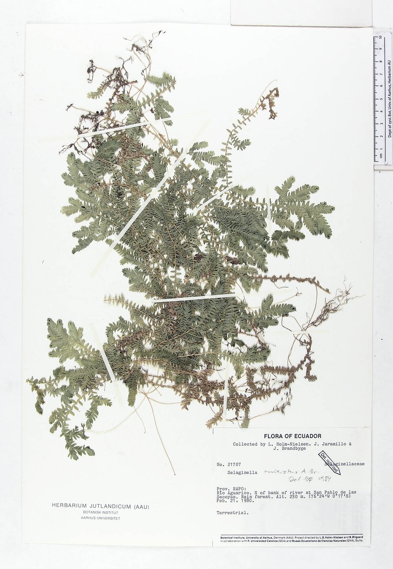 Selaginella microtus photo 4