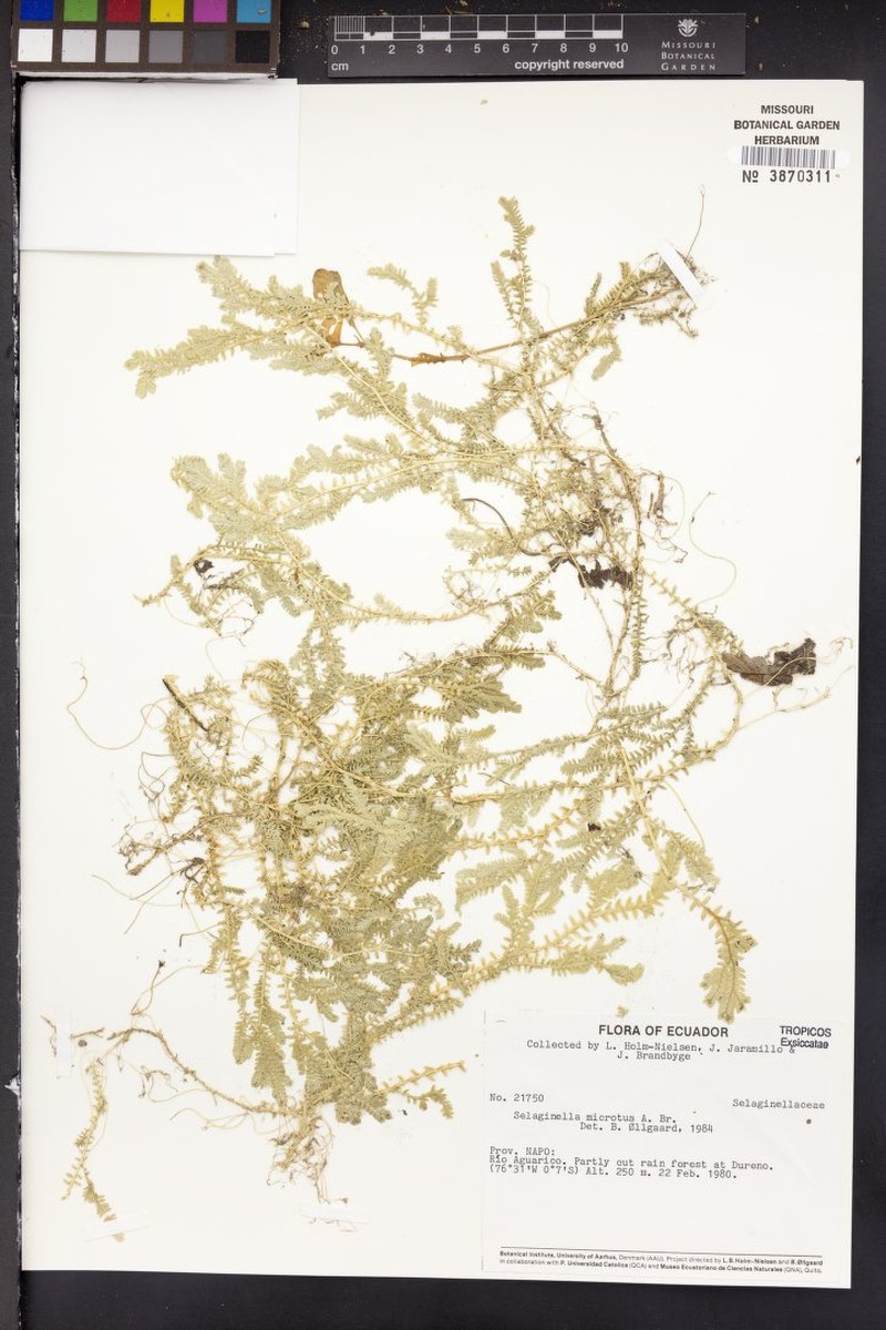 Selaginella microtus photo 5
