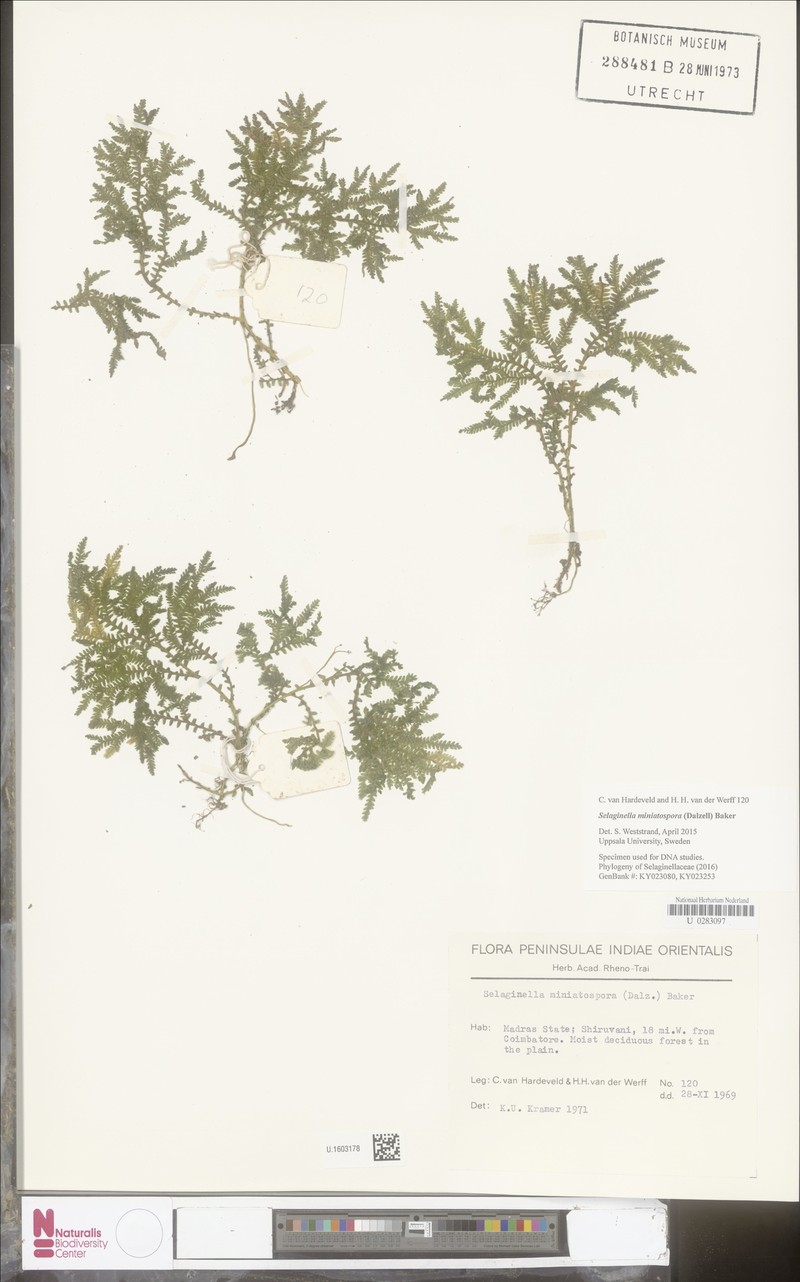 Selaginella miniatospora
