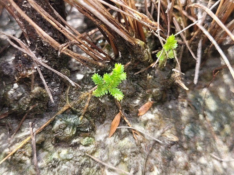 Selaginella minima