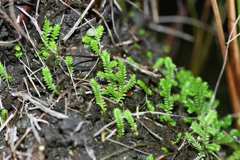 Selaginella minima photo 2