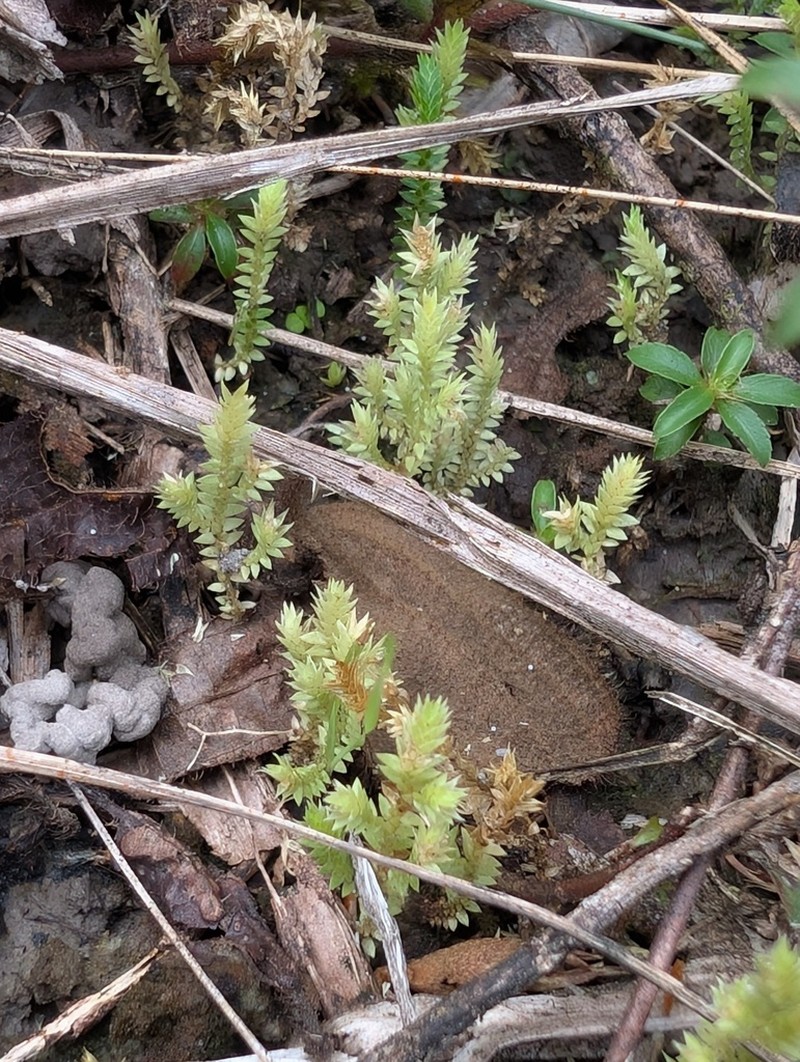 Selaginella minima photo 3