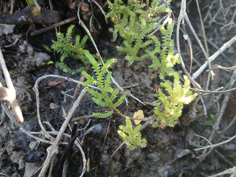 Selaginella minima photo 4