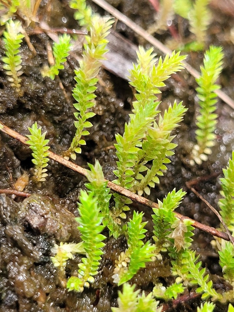Selaginella minima photo 5