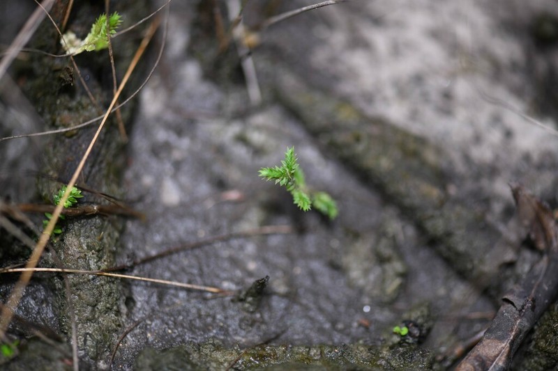 Selaginella minima photo 6