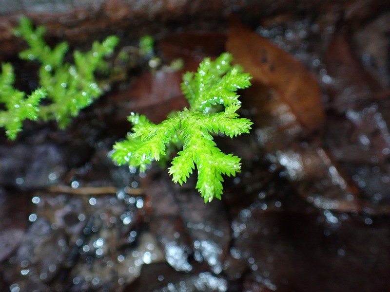 Selaginella minima photo 7