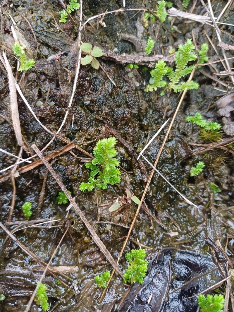 Selaginella minima photo 8