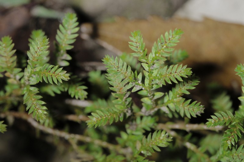 Selaginella minutifolia