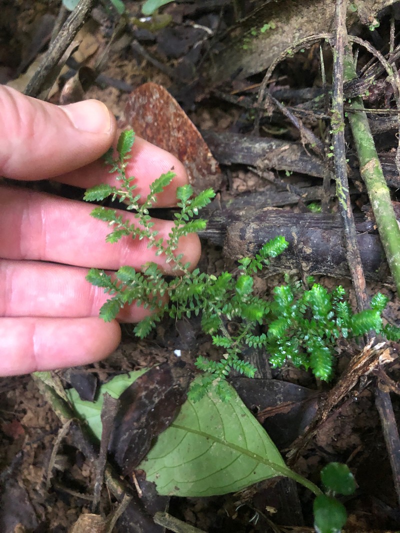 Selaginella minutifolia photo 2