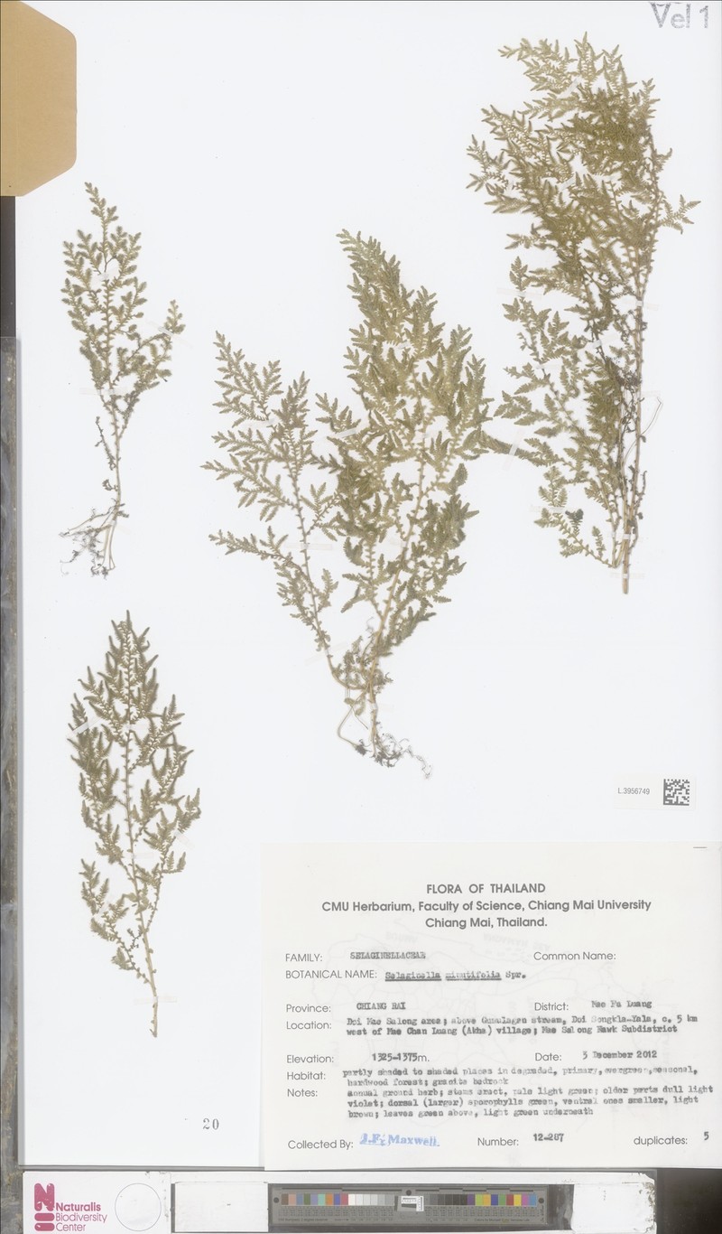 Selaginella minutifolia photo 4