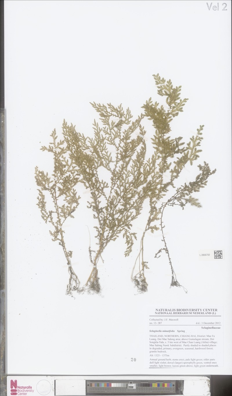 Selaginella minutifolia photo 5