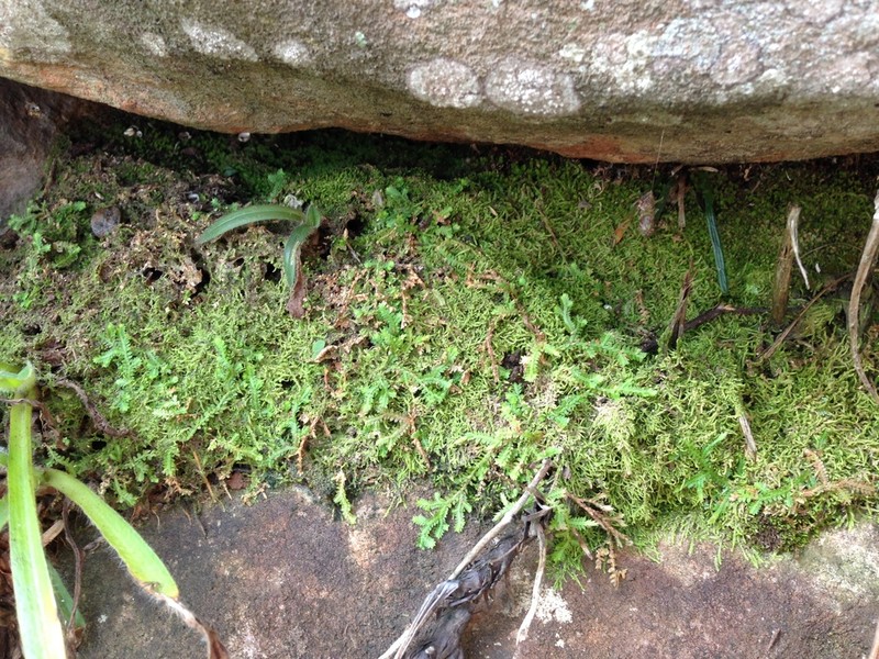 Selaginella mittenii