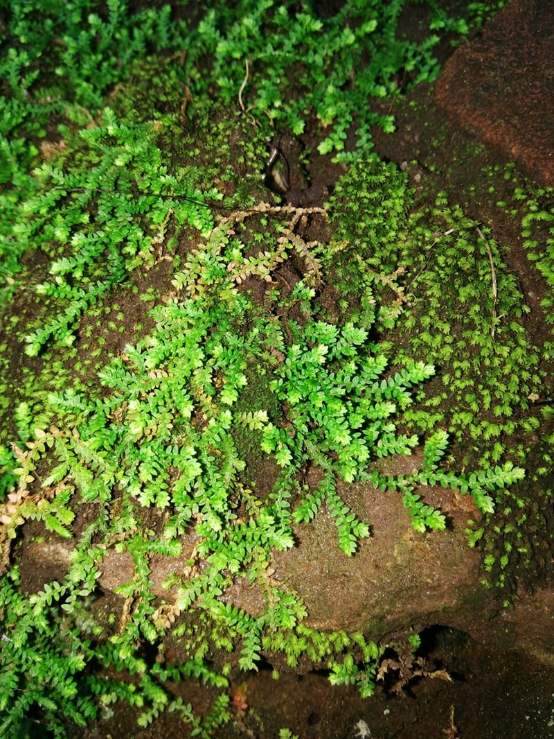 Selaginella mittenii photo 2
