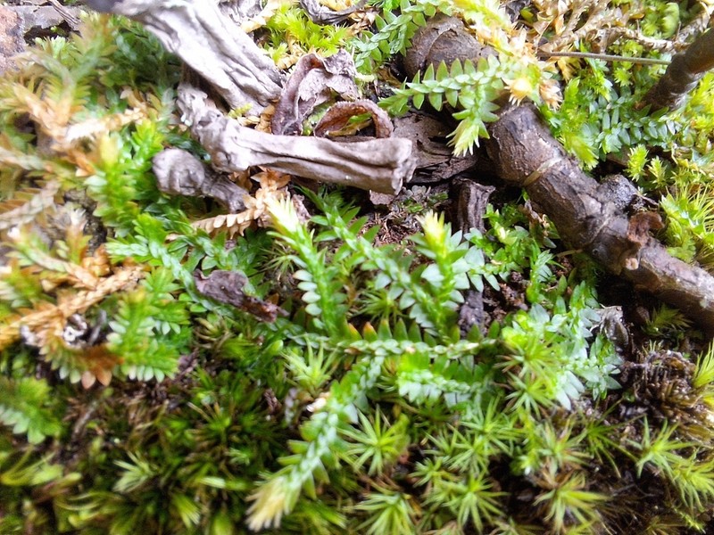 Selaginella mittenii photo 3