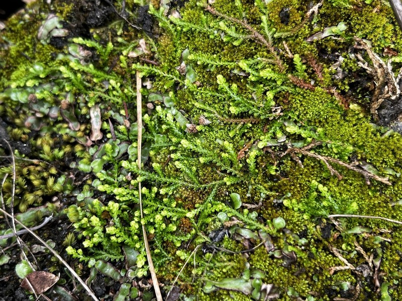Selaginella mittenii photo 4