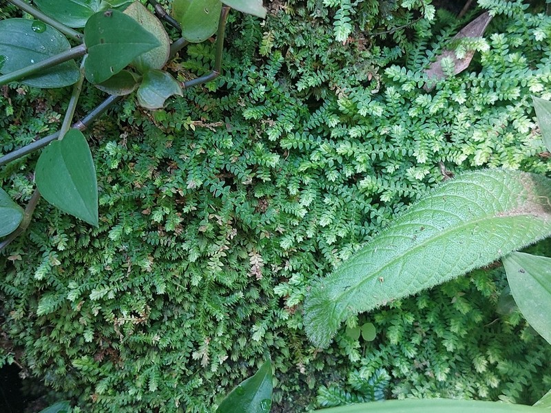 Selaginella mittenii photo 5