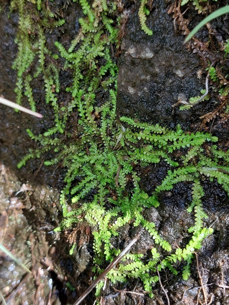 Selaginella mittenii photo 7