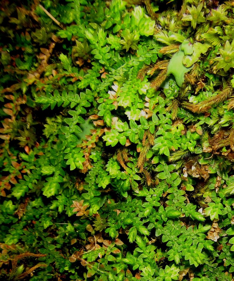 Selaginella mittenii photo 8
