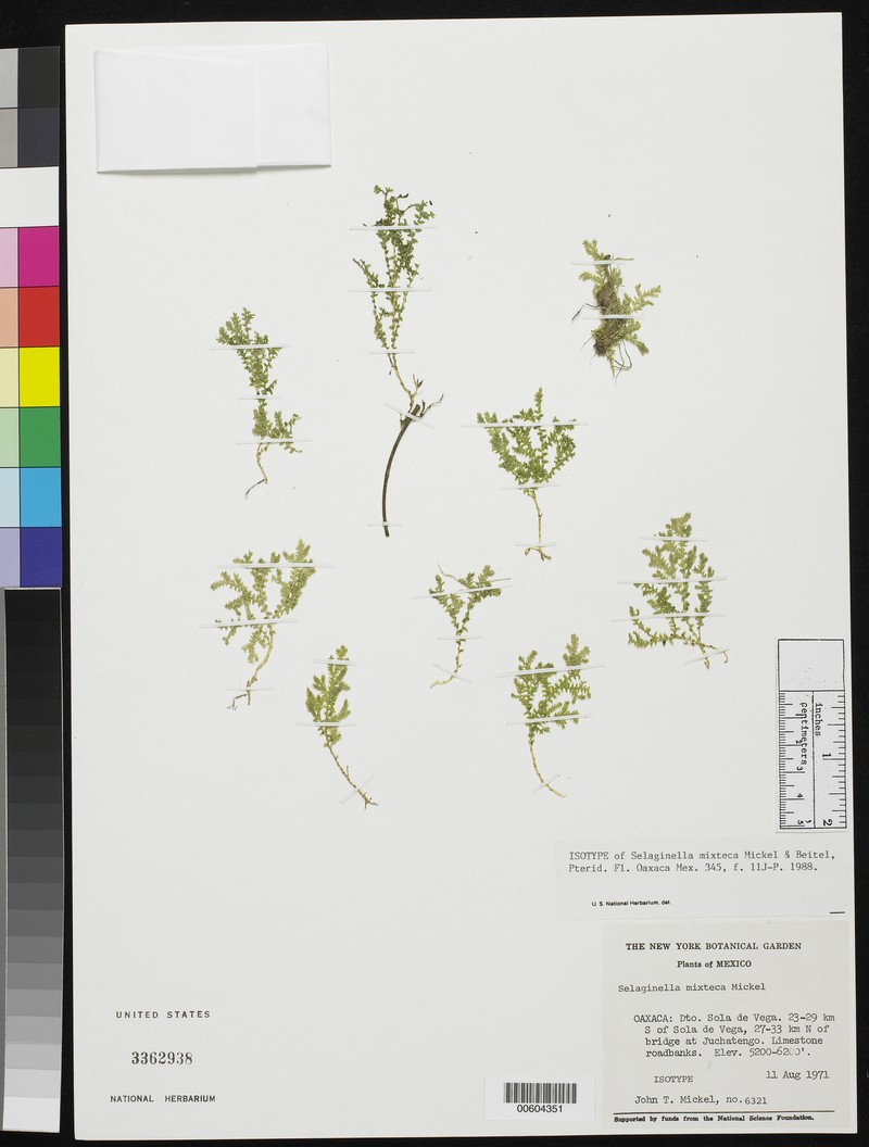 Selaginella mixteca