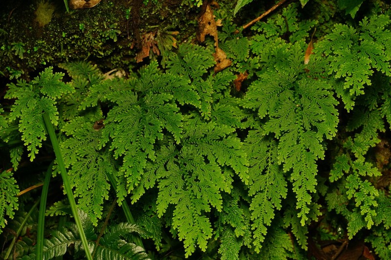 Selaginella moellendorffii