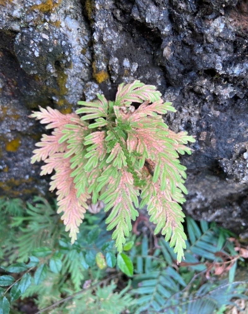 Selaginella moellendorffii photo 2