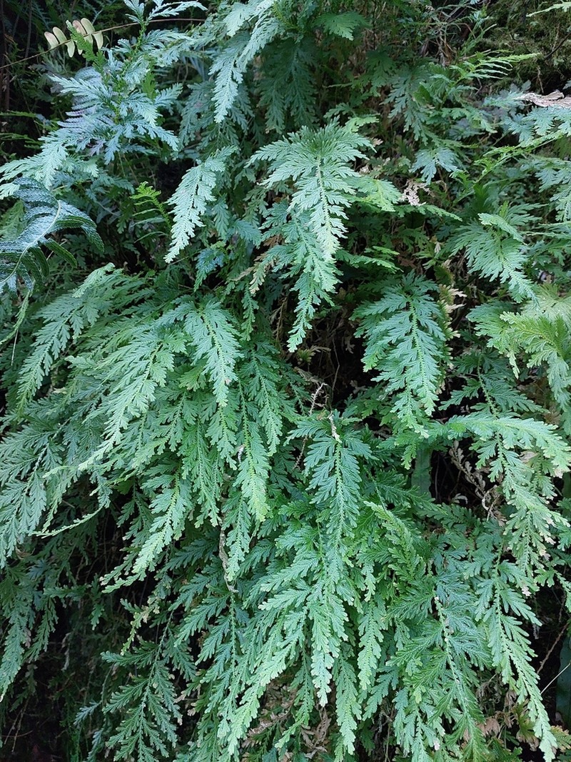 Selaginella moellendorffii photo 3
