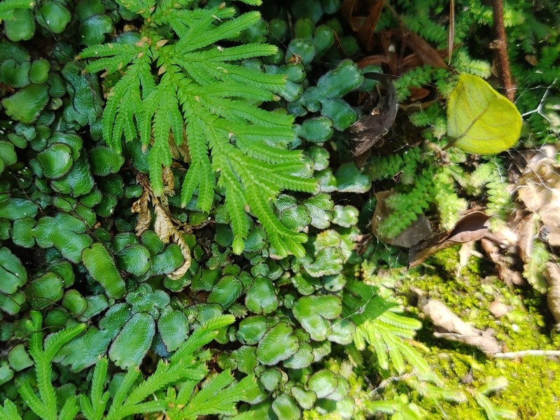 Selaginella moellendorffii photo 4