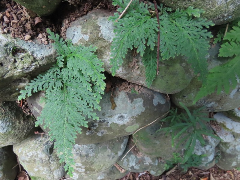 Selaginella moellendorffii photo 5