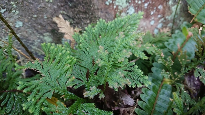 Selaginella moellendorffii photo 6
