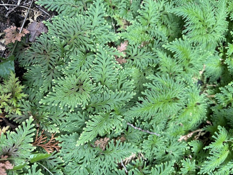 Selaginella moellendorffii photo 7