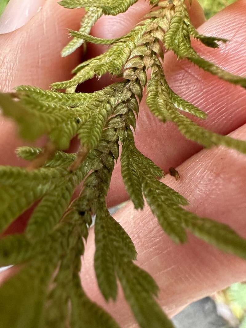 Selaginella moellendorffii photo 8