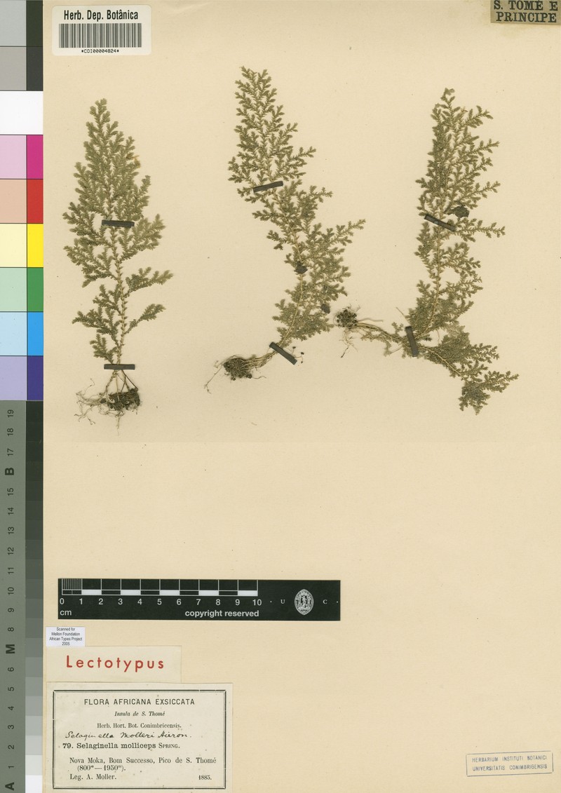 Selaginella molleri