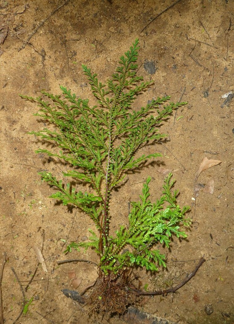 Selaginella molliceps