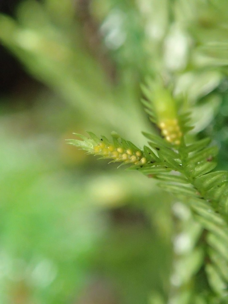 Selaginella molliceps photo 2