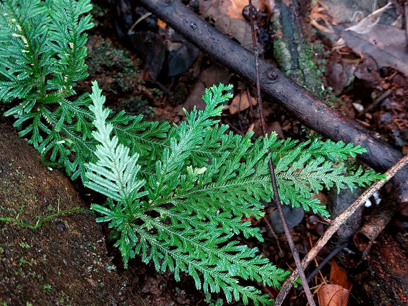 Selaginella mollis photo 2