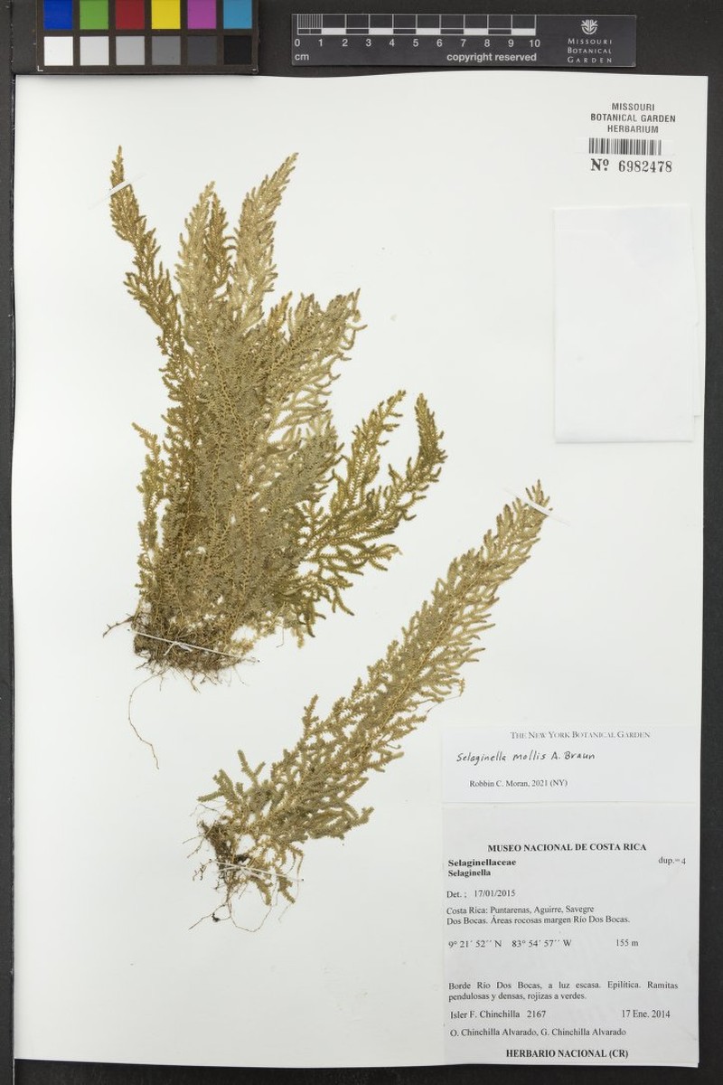 Selaginella mollis photo 3