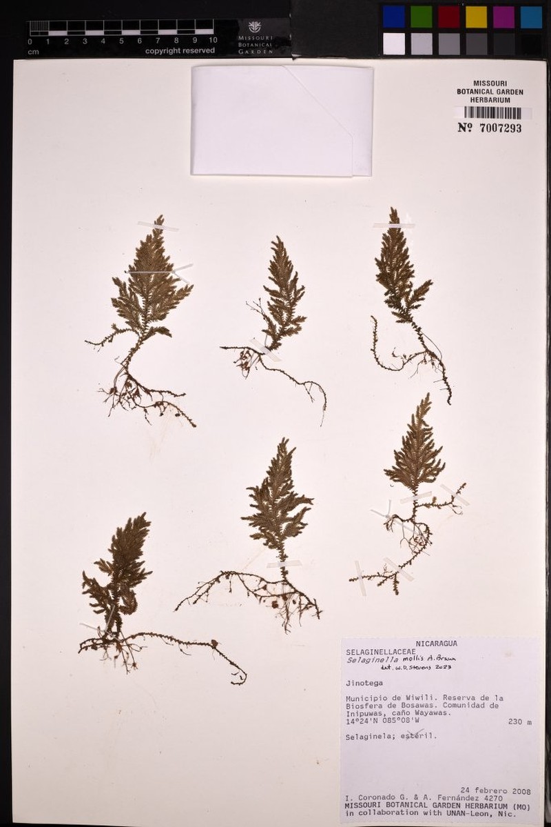 Selaginella mollis photo 4