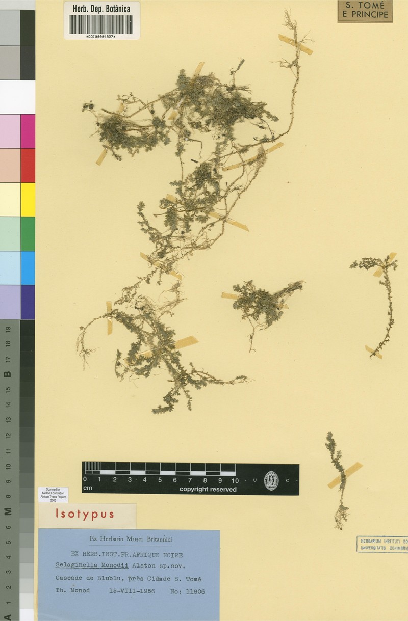 Selaginella monodii