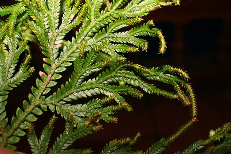 Selaginella monospora photo 2