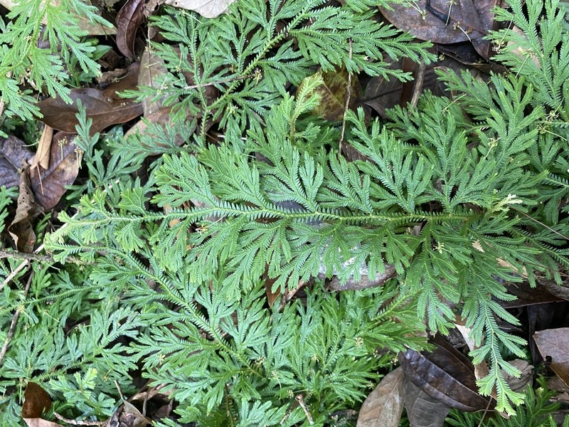 Selaginella monospora photo 3