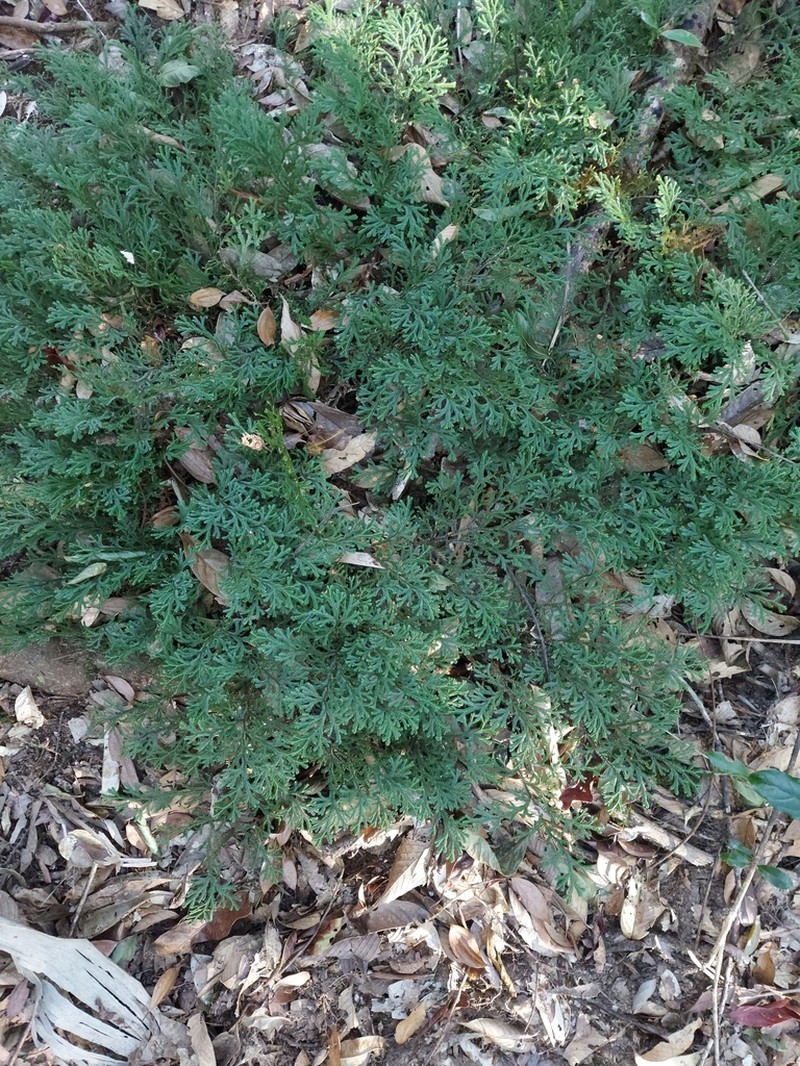 Selaginella monospora photo 4