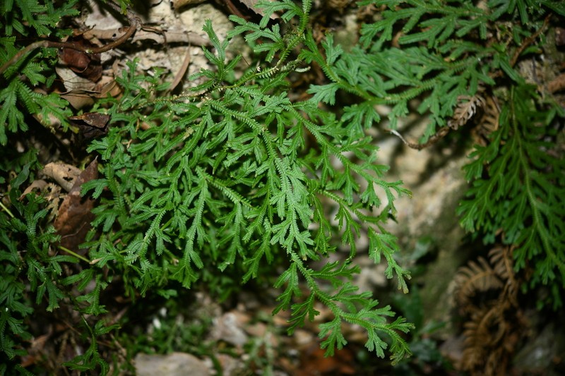 Selaginella monospora photo 5